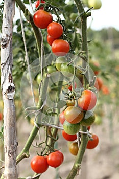 harvesting vegetables from the garden