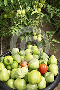 Harvesting vegetables in the greenhouse. Tomatoes in a basin close-up