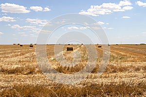 Harvesting wheat and agricultural farm scenic