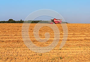 Harvesting wheat in August