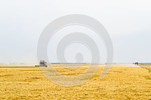 Harvesting wheat with a combine harvester.
