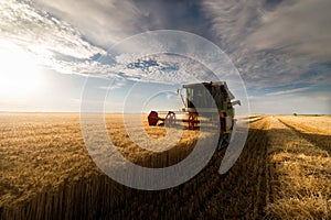 Harvesting of wheat fields in summer