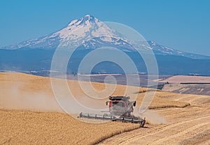 Harvesting wheat in front of Mt Hood in Wasco County Oregon