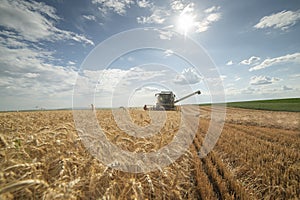 Harvesting wheat harvester on a sunny summer day