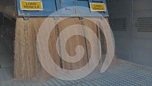 Harvesting wheat. Pouring wheat from a truck to a warehouse. Slow motion frame of a wheat fall close-up