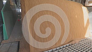 Harvesting wheat. Pouring wheat from a truck to a warehouse. Slow motion frame of a wheat fall close-up