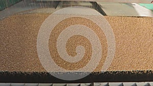 Harvesting wheat. Pouring wheat from a truck to a warehouse. Slow motion frame of a wheat fall close-up