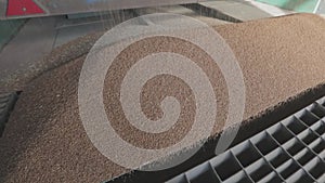 Harvesting wheat. Pouring wheat from a truck to a warehouse. Slow motion frame of a wheat fall close-up