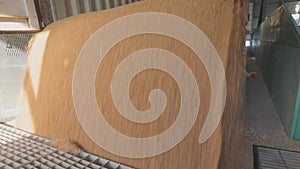 Harvesting wheat. Pouring wheat from a truck to a warehouse. Slow motion frame of a wheat fall close-up