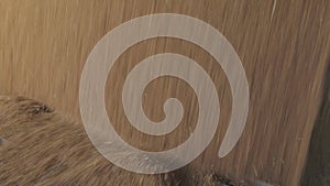 Harvesting wheat. Pouring wheat from a truck to a warehouse. Slow motion frame of a wheat fall close-up