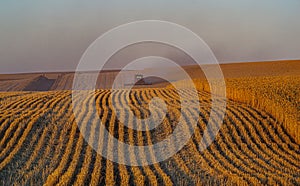 Harvesting wheat in the setting sun