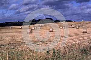 Harvesting wheat and straw