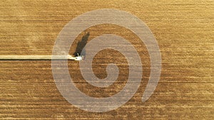 Harvesting of wheat in summer. Green combine harvester working in the field. Agricultural machine collecting golden ripe wheat on