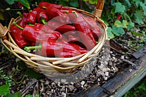 harvesting with wicker basket chili bell pepper in backyard garden. harvesting summer fruit in vegetable garden red pepper