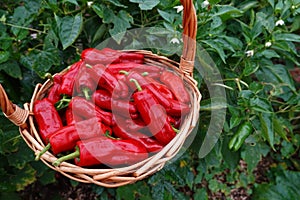 harvesting with wicker basket chili bell pepper in backyard garden. harvesting summer fruit in vegetable garden red pepper