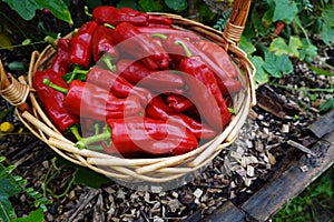 harvesting with wicker basket chili bell pepper in backyard garden. harvesting summer fruit in vegetable garden red pepper