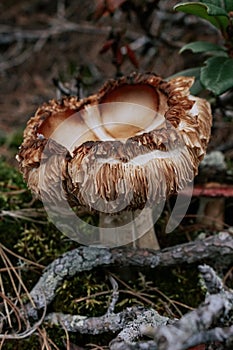 Harvesting wild crops. Brown mushroom with a wavy, curved cap in forest