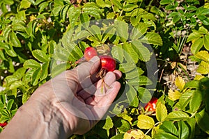 Harvesting wild Rose hips of Beach Rose Rosa rugosa in the Lithuanian Dunes by Baltic sea