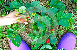 Harvesting wild strawberries, life shot.