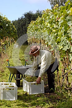 Harvesting wine grapes