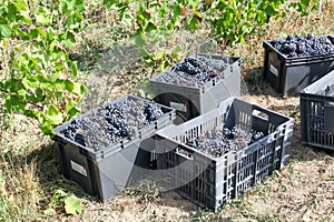 Harvesting of wine grapes in Beaujolais