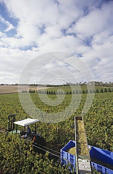Harvesting wine grapes Mornington Peninsula Victoria Australia photo