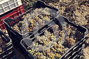 Harvesting and wine making. Grapes in a crates.