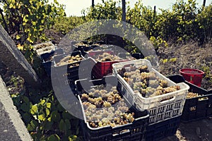 Harvesting and wine making. Grapes in a crates in a vineyard row.