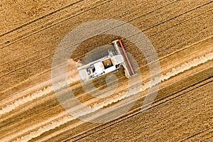 Harvesting works. Harvest combine working in agricultural field of of wheat.