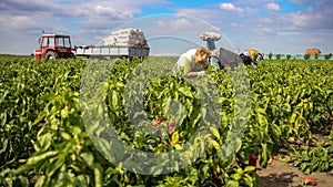 Harvesting Yellow and Red Bell Peppers in a Field