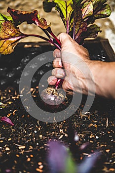Harvesting of a young beetroot or beet
