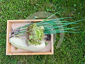 Harvesting zucchini, Lollo rosso lettuce salad and green onion i