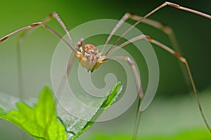 Harvestman