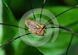 Harvestman