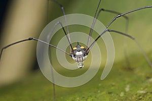 Harvestman Or Daddy long legs closeup face shot, Bhimashankar