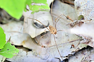 Harvestman - Daddy Longlegs photo