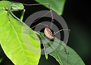 Harvestman - Daddy Longlegs photo