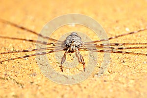 Harvestman Leiobunum rotundum clings to terracotta pot.