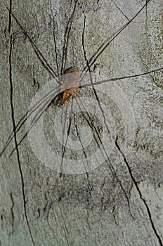 Harvestman Phalangium opilio.