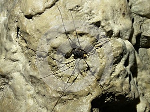 Harvestman / Phalangium opilio / Daddy longlegs, Harvest spider, Weberknecht or ObiÄni kosac in a Forest park Jankovac