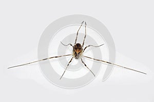 A Harvestman (Spider)
