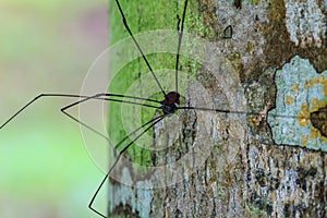 Harvestman spider or daddy longlegs