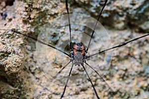 Harvestman spider or daddy longlegs