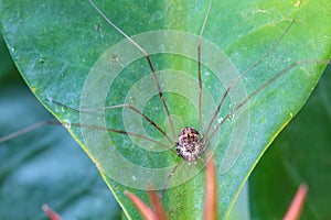 Harvestman spider or daddy longlegs