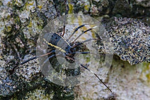 Harvestman spider or daddy longlegs