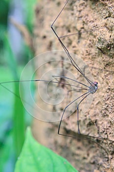 Harvestman spider or daddy longlegs close up on tree