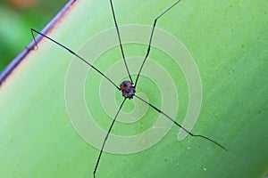 Harvestman spider or daddy longlegs