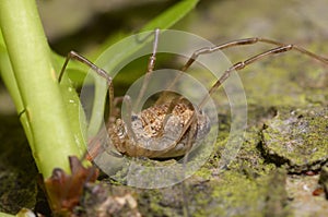 A harvestman spider, daddy longlegs, sitting on a ground