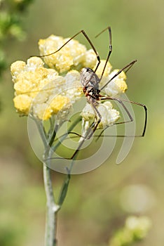 Harvestman spider on flower