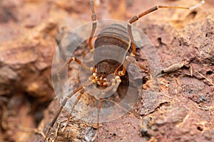 Harvestman spider or Hadrobunus grandis, Satara, Maharashtra